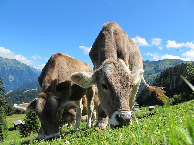Beneficios del ganado alimentado con hierba